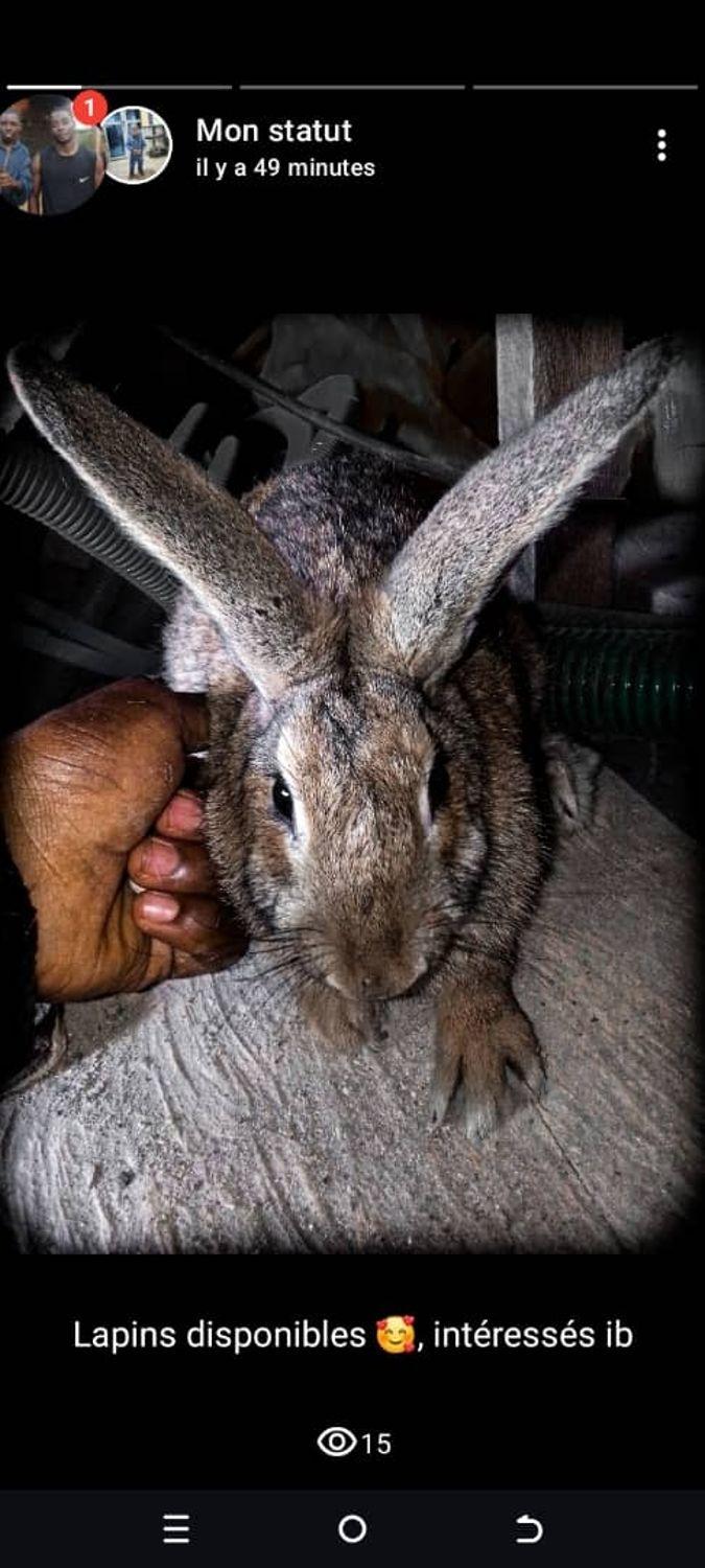 Lapins d'élevage ( reproducteurs adultes) 1
