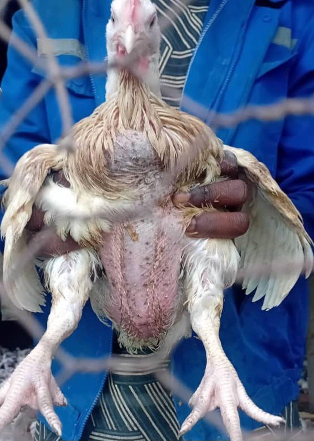 Mr poulets
